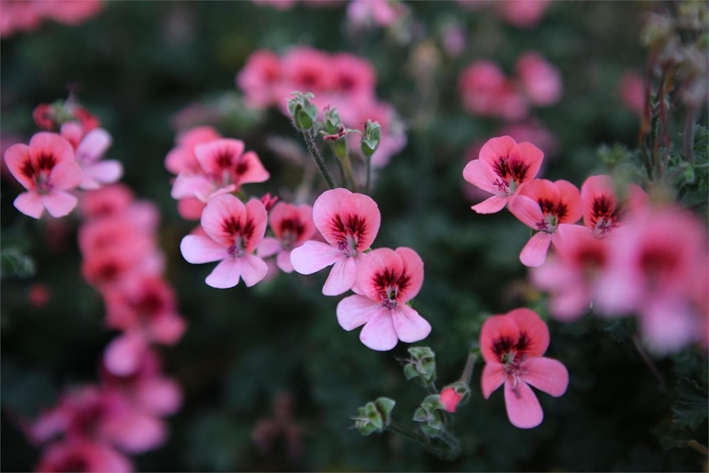 Geranios: características y cuidados para esta flor - Flores y adornos